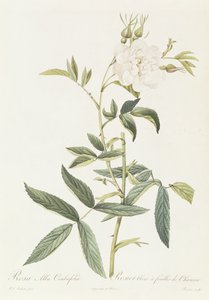 Rosa Alba Cimbaefolia by Pierre Joseph Redouté